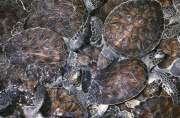 CAYMAN TURTLE FARM, GREEN TURTLE, GREEN SEA TURTLE, WEST BAY, GRAND CAYMAN