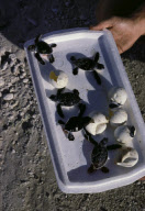 CAYMAN TURTLE FARM, GREEN TURTLE, GREEN SEA TURTLE, WEST BAY, GRAND CAYMAN