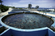 CAYMAN TURTLE FARM, GREEN TURTLE, GREEN SEA TURTLE, WEST BAY, GRAND CAYMAN