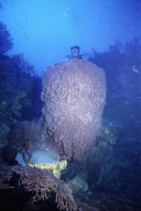 GIANT SPONGE, DIVER, SEVEN MILES BEACH, WEST BAY, GRAND CAYMAN