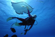 DIVER, STING RAY, STINGRAY CITY, NORTH SOUND, GRAND CAYMAN