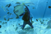 DIVER, STING RAY, STINGRAY CITY, NORTH SOUND, GRAND CAYMAN