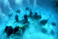 DIVER, STING RAY, STINGRAY CITY, NORTH SOUND, GRAND CAYMAN