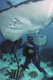DIVER, STING RAY, STINGRAY CITY, NORTH SOUND, GRAND CAYMAN