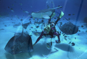 DIVER, STING RAY, STINGRAY CITY, NORTH SOUND, GRAND CAYMAN