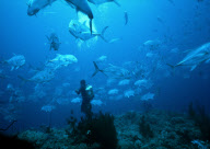 DIVER, SHAAB RUMI REEF, PORT SUDAN, SUDAN