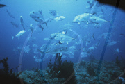 DIVING, SHAAB RUMI REEF, PORT SUDAN, SUDAN