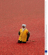 Cranberry harvesting in Richmond, Canada - Nov 2008