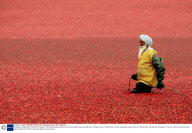 Cranberry harvesting in Richmond, Canada - Nov 2008