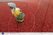 Cranberry harvesting in Richmond, Canada - Nov 2008