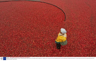 Cranberry harvesting in Richmond, Canada - Nov 2008