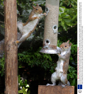 Two Grey Squirrels Combine Their Talents to Get into a Bird Feeder Full of Sunflower Seed, Portchester, Hampshire, Britain - 04 Nov 2008