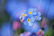 Various spring flowers