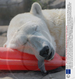 Wilhelm, the fun loving polar bear, North Carolina Zoo, America  - Nov 2008