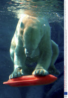 Wilhelm, the fun loving polar bear, North Carolina Zoo, America  - Nov 2008