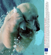 Wilhelm, the fun loving polar bear, North Carolina Zoo, America  - Nov 2008