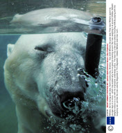 Wilhelm, the fun loving polar bear, North Carolina Zoo, America  - Nov 2008
