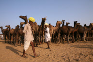 India Camel Fair 