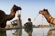 India Camel Fair 