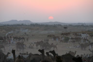 India Camel Fair 