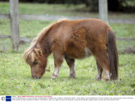 4-year-old Shetland pony Lucy who has been crowned Britian's smallest horse, St Albans, Hertfordshire, Britain - 18 Nov 2008