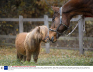 4-year-old Shetland pony Lucy who has been crowned Britian's smallest horse, St Albans, Hertfordshire, Britain - 18 Nov 2008