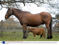4-year-old Shetland pony Lucy who has been crowned Britian's smallest horse, St Albans, Hertfordshire, Britain - 18 Nov 2008
