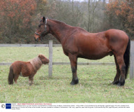 4-year-old Shetland pony Lucy who has been crowned Britian's smallest horse, St Albans, Hertfordshire, Britain - 18 Nov 2008