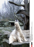 BERLIN: Polar bear Knut