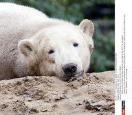BERLIN: Polar bear Knut