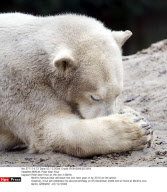 BERLIN: Polar bear Knut