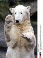 BERLIN: Polar bear Knut