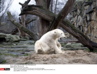 BERLIN: Polar bear Knut