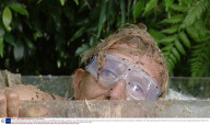 'I'm A Celebrity Get Me Out Of Here' TV Programme, Australia - 03 Dec 2008