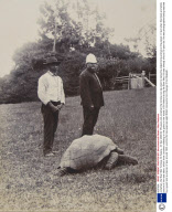 Jonathan, the Boer War Tortoise, St Helena - 03 Dec 2008