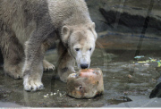 Famous polar bear KNUT celebrating his 2nd birthday