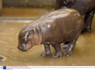 Rare baby pygmy hippo unveiled to the public, Marwell Zoo, Hampshire, Britain - 07 Dec 2008