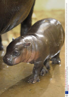 Rare baby pygmy hippo unveiled to the public, Marwell Zoo, Hampshire, Britain - 07 Dec 2008