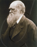Charles Darwin, British naturalist, c1870s.