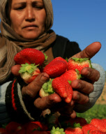 (2)GAZA STRIP-CLOSURE-AGRICULTURAL PRODUCTS-IMPACT