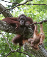 Animals in the Singapore Zoo, Asia - 2007