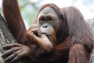 Animals in the Singapore Zoo, Asia - 2007