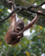Animals in the Singapore Zoo, Asia - 2007