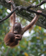 Animals in the Singapore Zoo, Asia - 2007