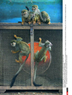CHENGDU: Zoo use heaters for wintering animals