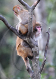 [FOCUS](3)CHINA-JIANGXI-GUANSHAN-RHESUS MACAQUES(CN)