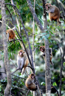 (2)CHINA-JIANGXI-GUANSHAN-RHESUS MACAQUES(CN)