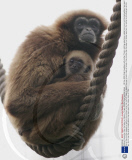 Mother's favourite, Cida, the baby Lar Gibbon, Thrigby Wildlife Park, Norfolk, Britain   - 28 Dec 2008