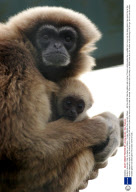 Mother's favourite, Cida, the baby Lar Gibbon, Thrigby Wildlife Park, Norfolk, Britain   - 28 Dec 2008