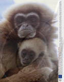 Mother's favourite, Cida, the baby Lar Gibbon, Thrigby Wildlife Park, Norfolk, Britain   - 28 Dec 2008